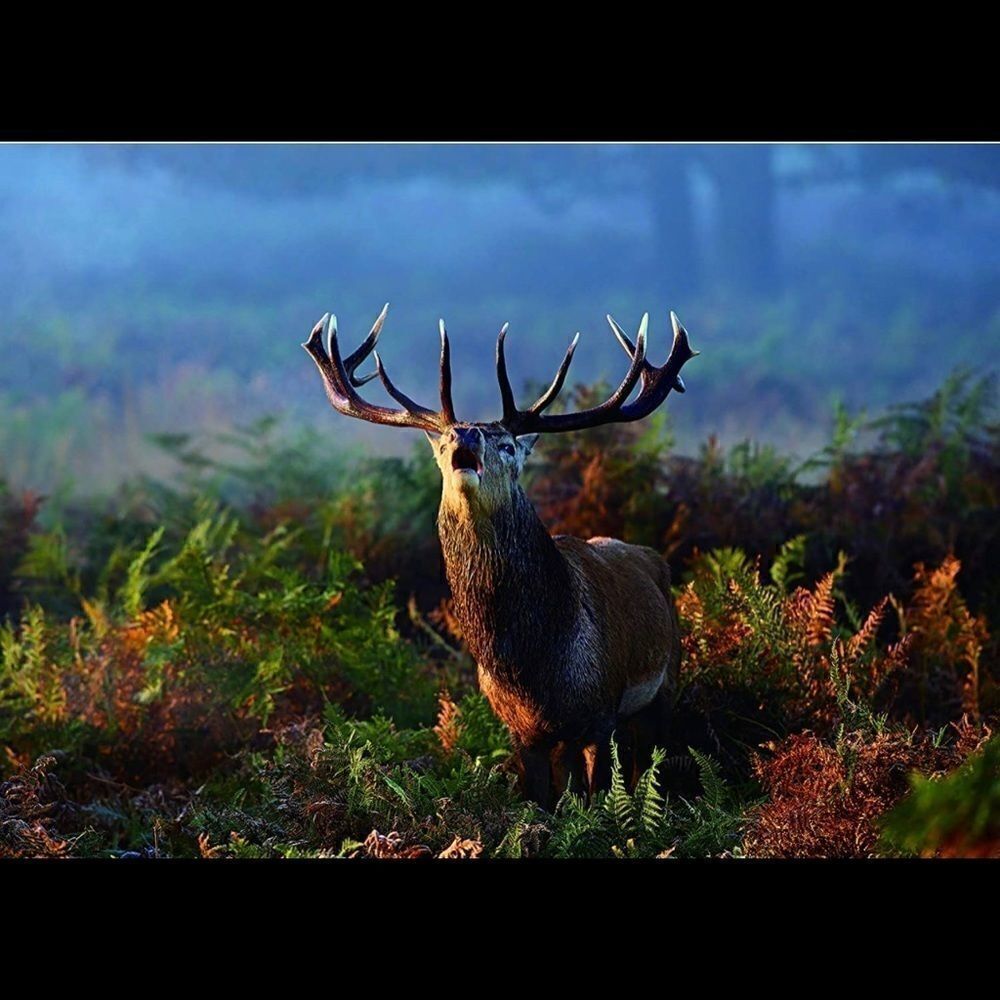 ELK. Puzzle. Premium large size. 28” x 20” NIB